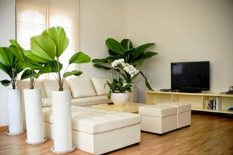 Trồng cây xanh trong nhà làm căn nhà mát mẻ hơn