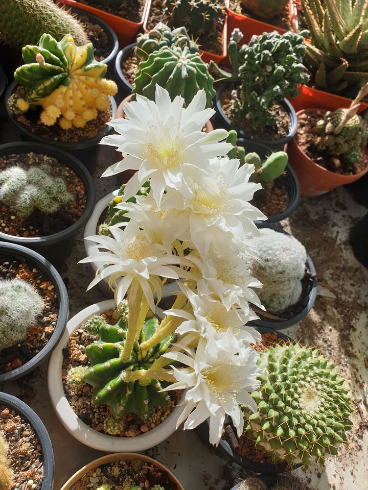 Trung Garden
