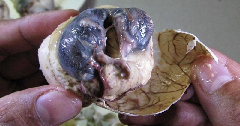 Trứng vịt lộn