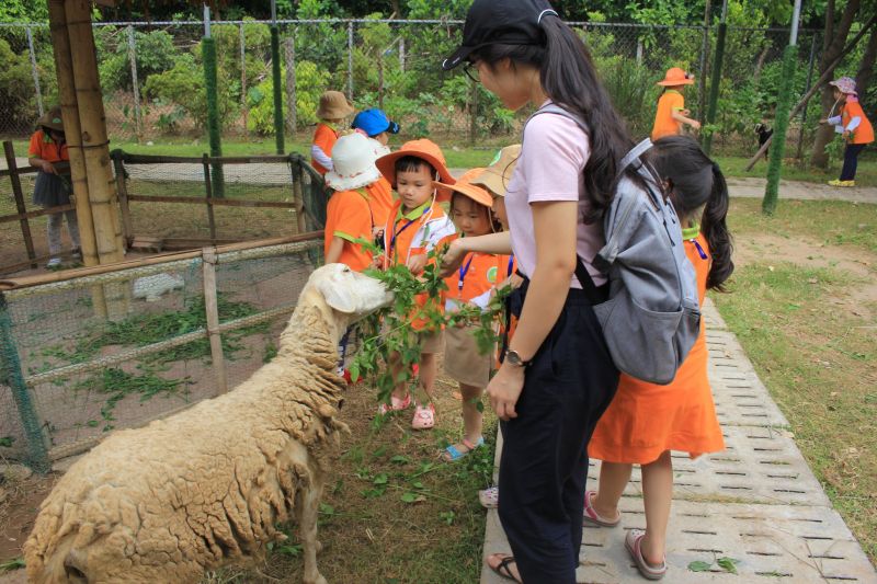 Buổi dã ngoại ở trường Mầm non VSK Thăng Long