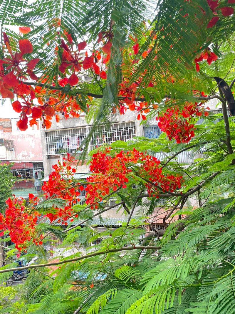 Trường THCS Trường Chinh