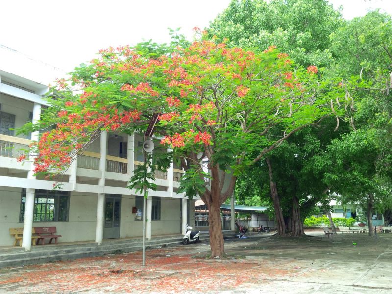 Trường THPT An Phước