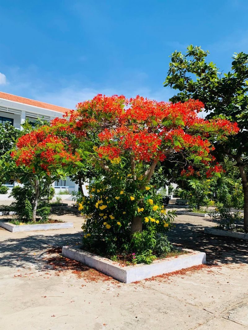Trường THPT Chuyên Lê Quý Đôn (Ninh Thuận)