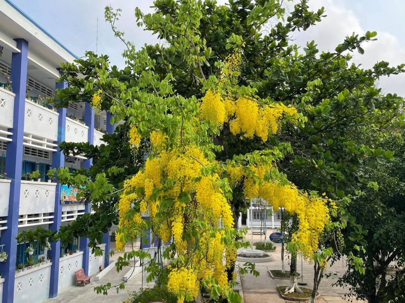 Trường THPT Lấp Vò 2