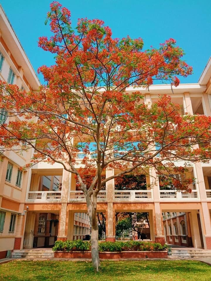 Trường THPT Vũng Tàu