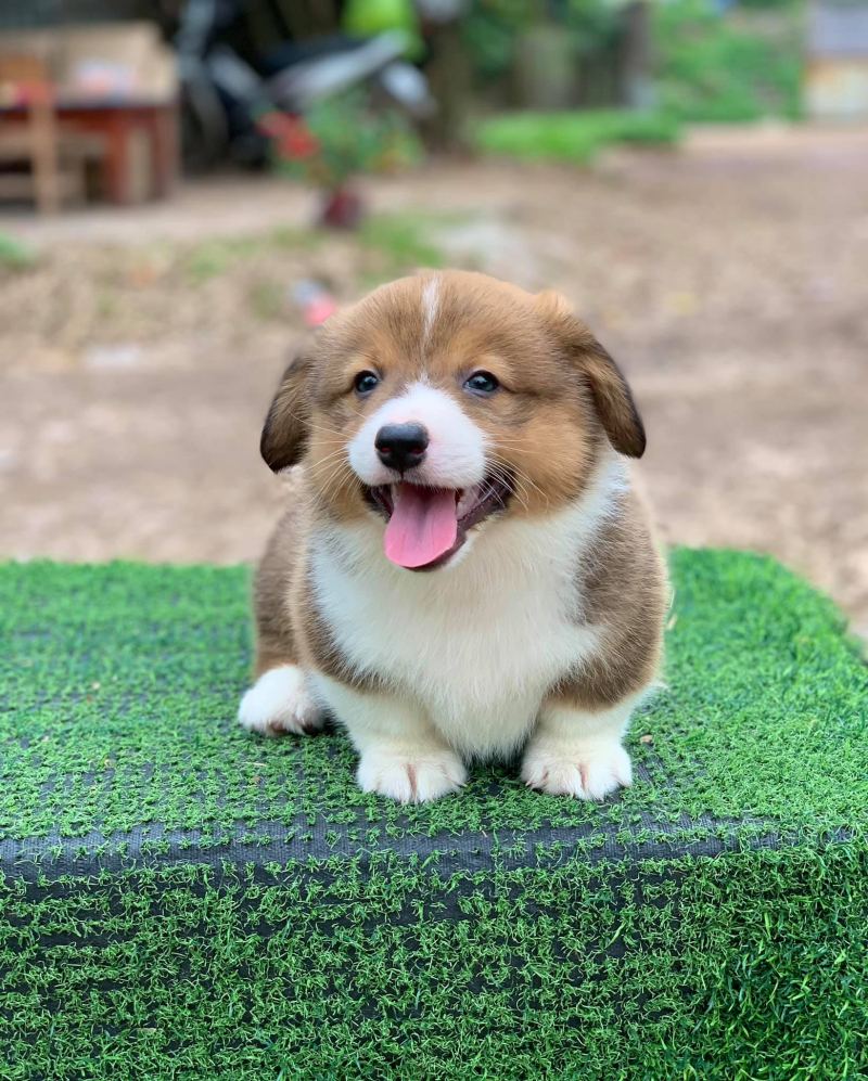 Tú Phễu Kennel