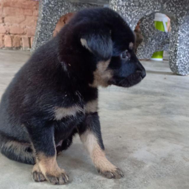 Tứ túc mai hoa