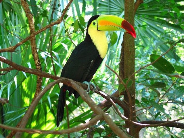 Tucan mỏ đục (Ramphastos sulturatus)