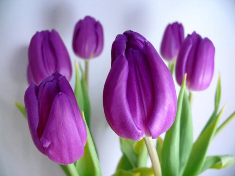 Tulip tím