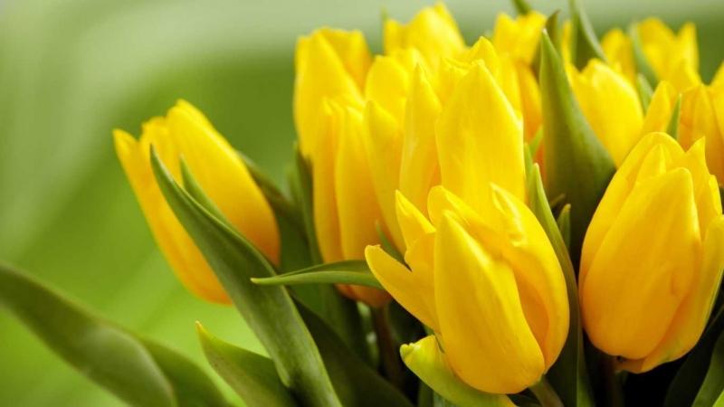 Tulip vàng