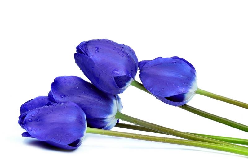 Tulip xanh