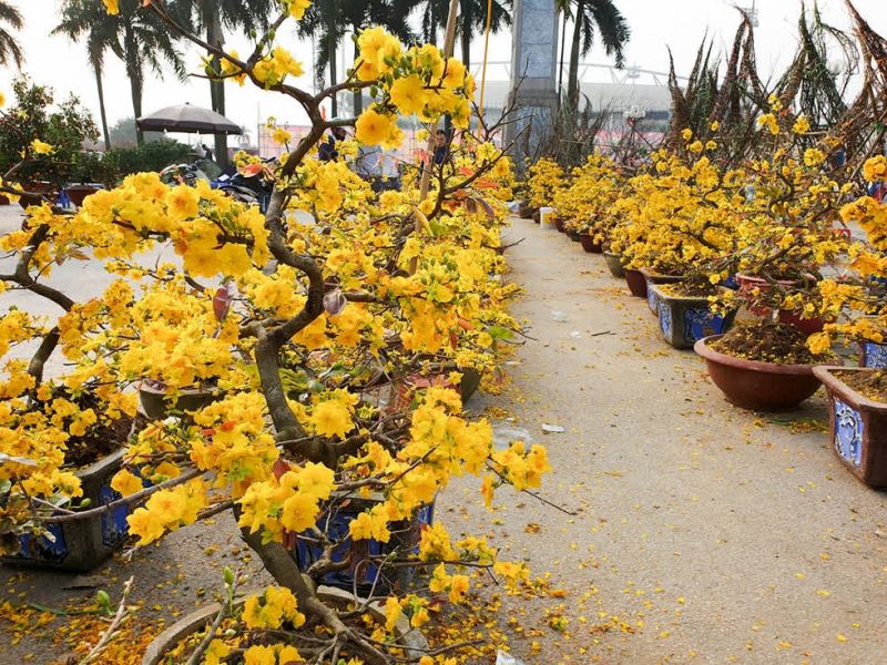 Tuốt lá