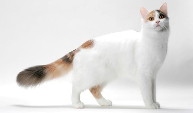 Turkish Van có bộ lông rất đặc trưng với các đốm màu tập trung chủ yếu ở đầu và đuôi