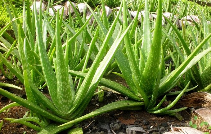 Cây lô hội (Aloe vera)