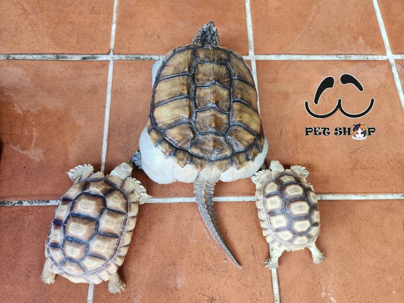 Ú Ù Pet Shop