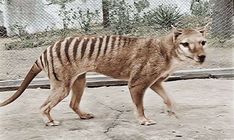 Hình minh họa
