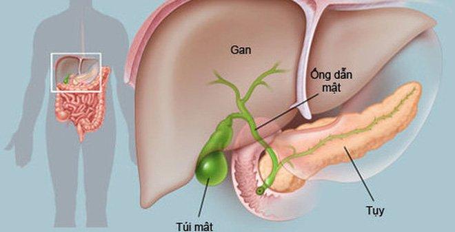 Sản phẩm giúp làm giảm cholesterol trong dịch mật