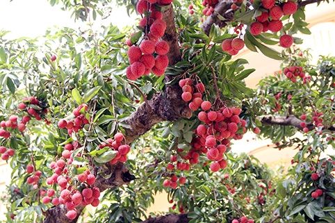 Những chùm vải thiều Lục Ngạn sai trĩu cành