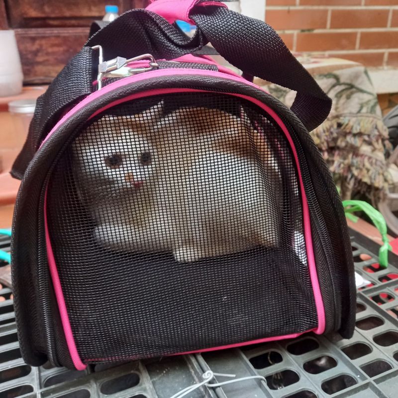 Vận chuyển thú cưng Mr. Sơn