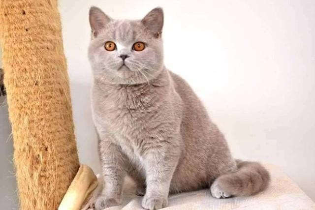 Vận động thể chất cho mèo Anh lông ngắn