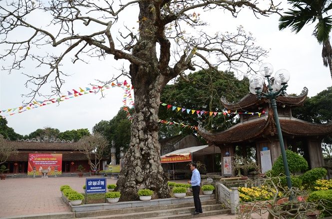 Cây gạo cổ thụ ở Văn miếu Mao Điền