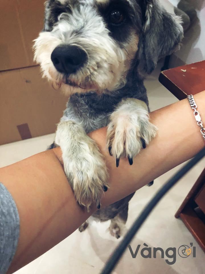 Vàng Ơi Petshop