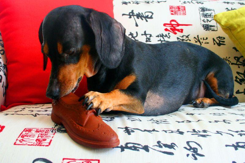 Vàng Ơi Petshop