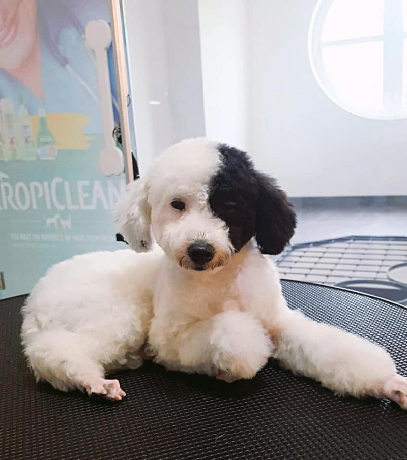 Vàng Ơi Petshop - Spa - Hotel