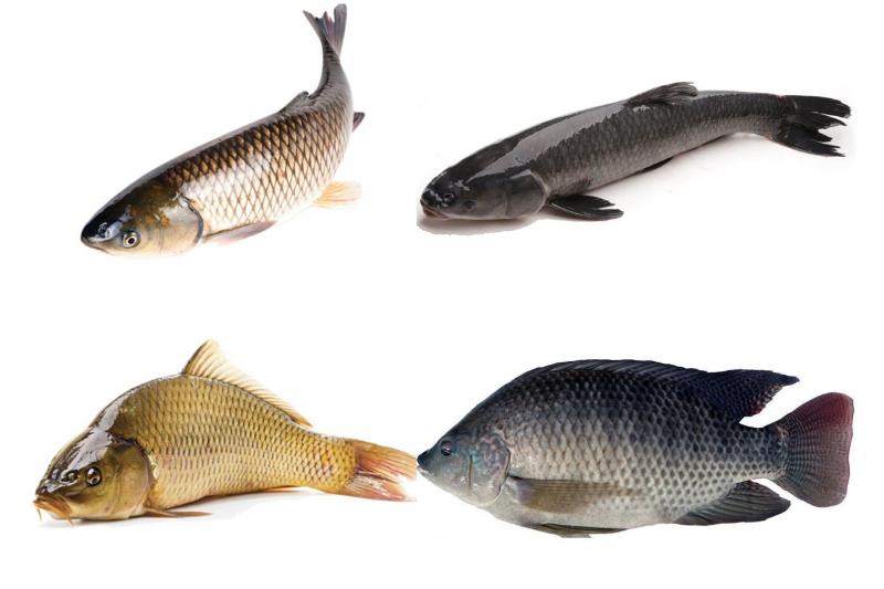 Vè cá (Cá biển, cá đồng, cá sông, cá ruộng)
