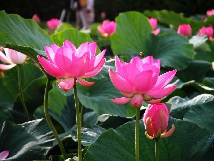 Hoa sen tuy không có màu sắc sặc sỡ nhưng nó lại có một vẻ đẹp quyến rũ và rất tao nhã