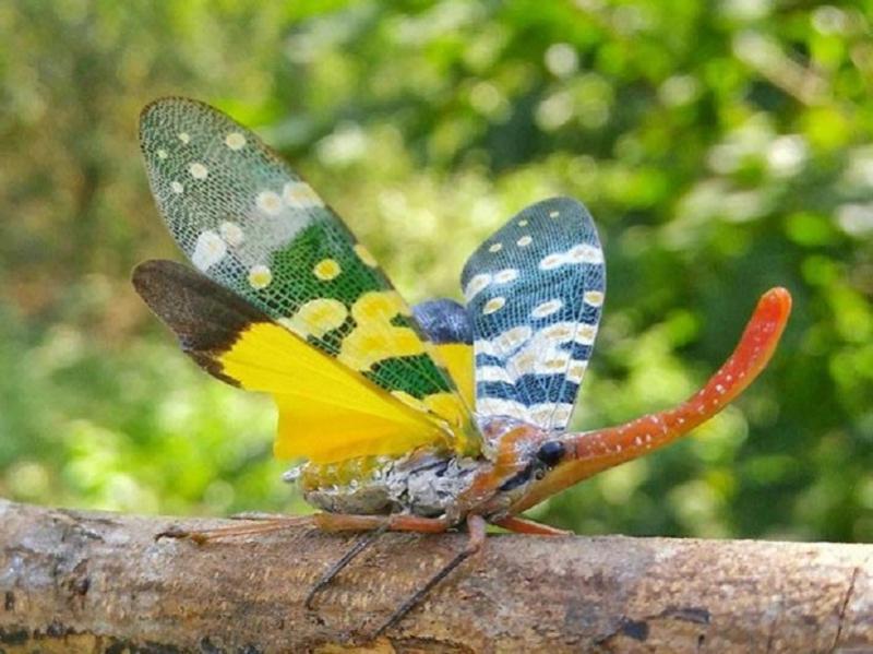 Chúng sở hữu cái vòi giống loài voi và đôi cánh giống loài bướm