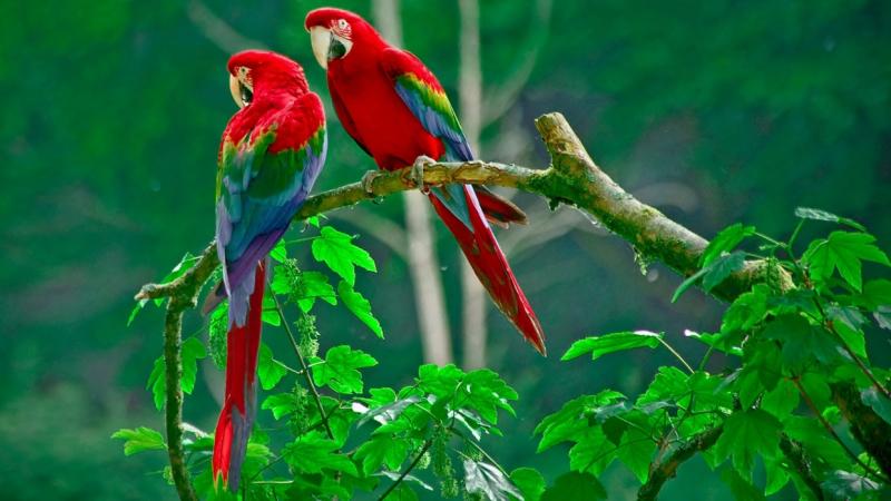 Vẹt Macaw