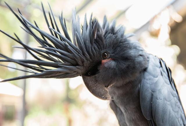 Vẹt Palm Cockatoo – 16.000 USD