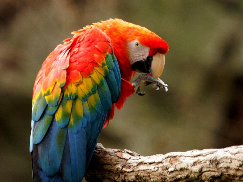 Vẹt Scarlet Macaw