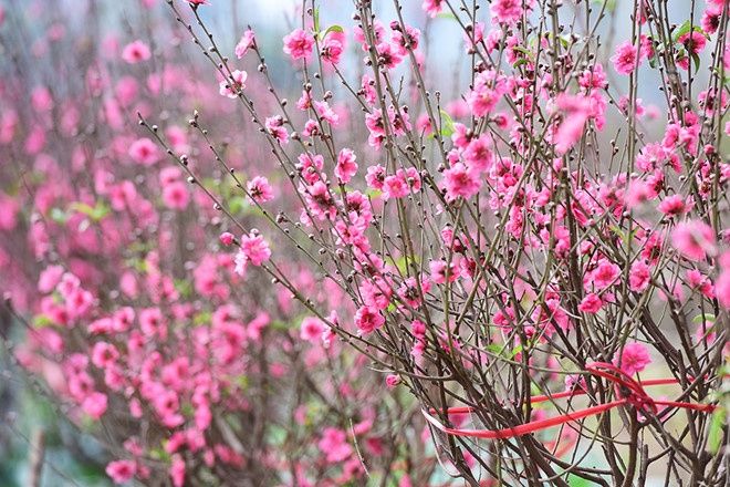 Vì sao tết nhà nào cũng sắm cành đào?