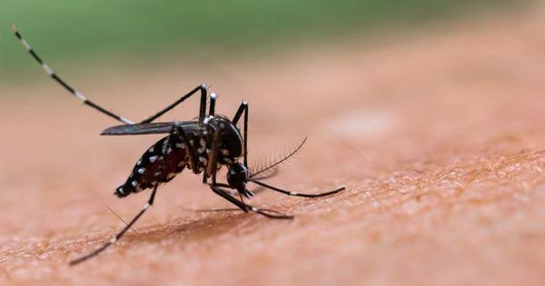 Viêm não ngựa Tây