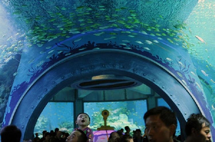 Tham quan Viện Hải Dương Học Nha Trang