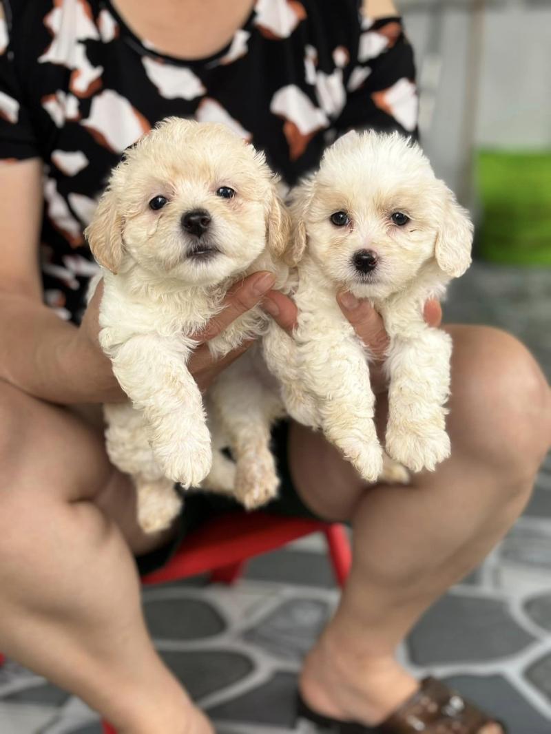 Việt Hà Petshop
