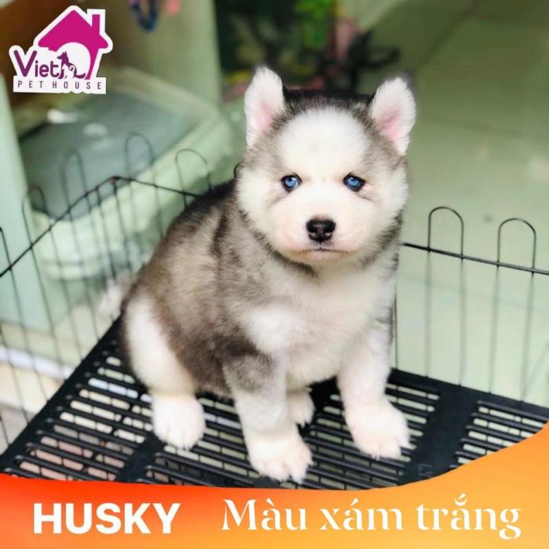 VIET PET HOUSE - Vương Quốc Chó Mèo