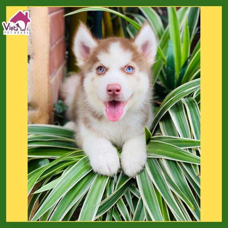 VIET PET HOUSE - Vương Quốc Chó Mèo
