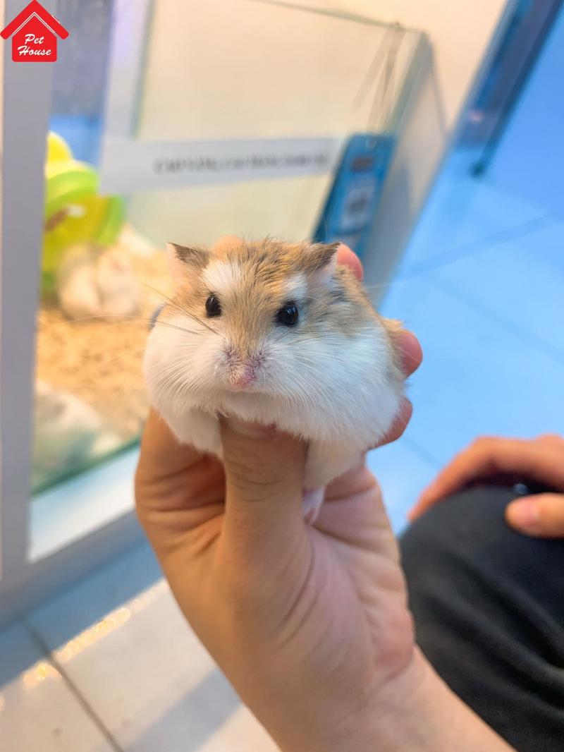 Vigor Pet . Nha Trang