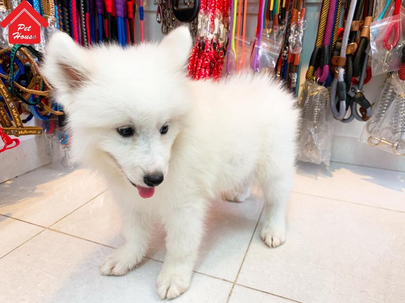 Vigor Pet . Nha Trang