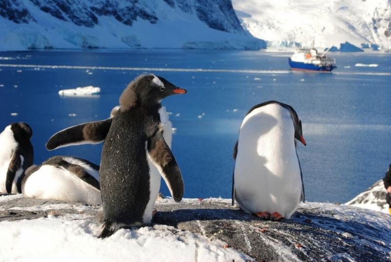 Vịnh Antarctica