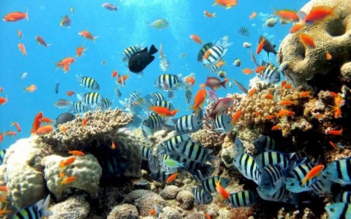 Vịnh có tới hơn 300 loài san hô mang vẻ đẹp huyền ảo