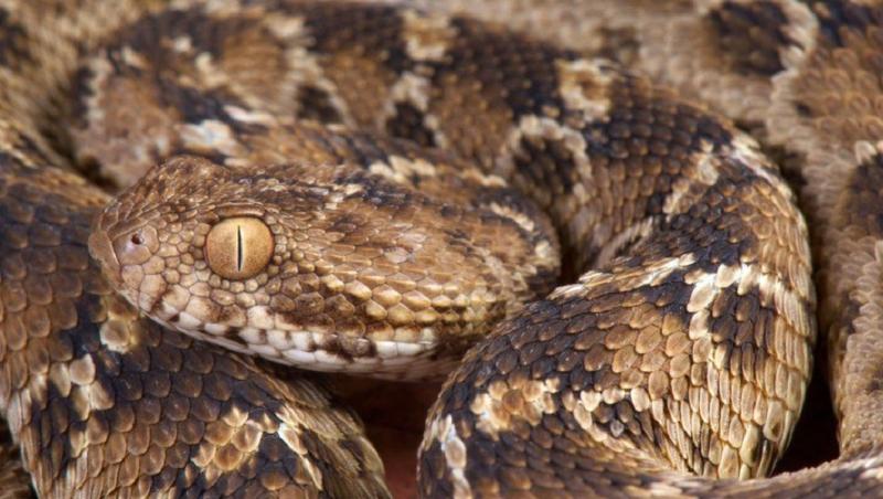 Rắn Viper vảy cưa