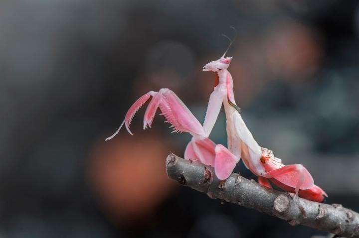 Vòng đời của bọ ngựa