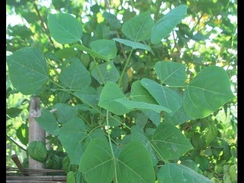 Vông nem chữa mất ngủ