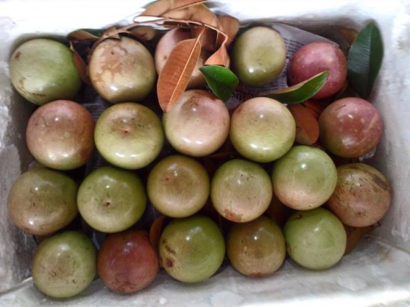 Vú sữa Lò Rèn Vĩnh Kim