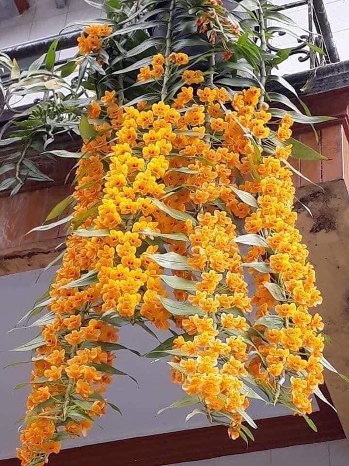 Vườn Cây Cảnh Tây Nguyên