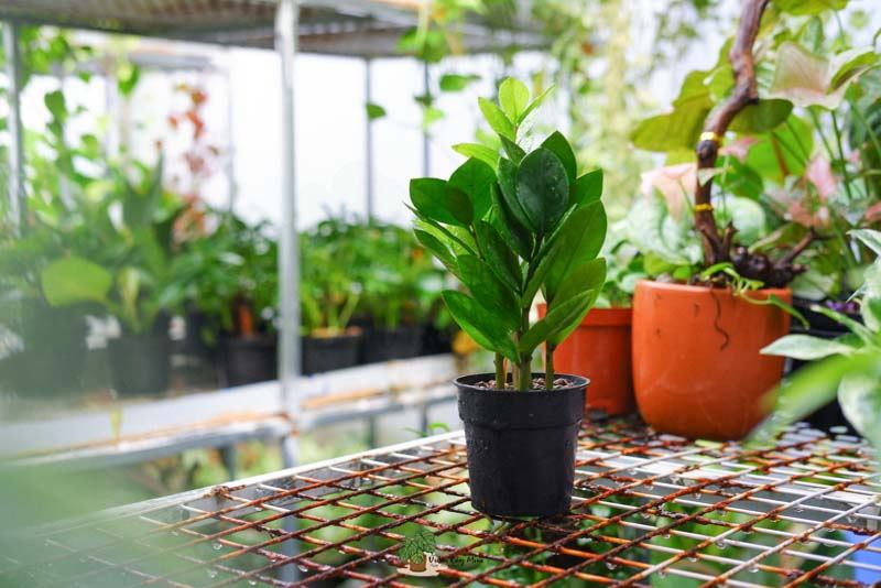 Cây không khí tại Vườn Cây Mini